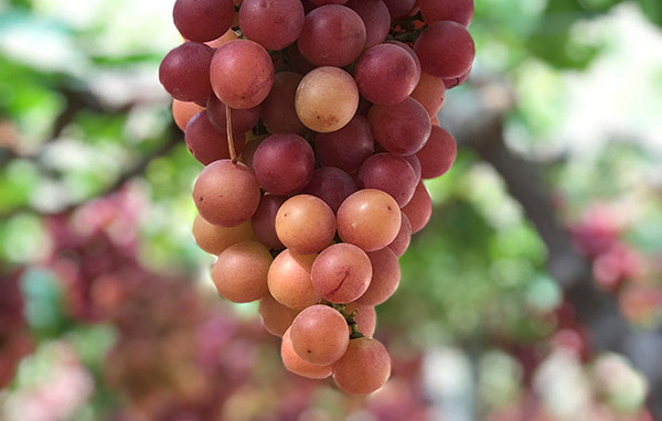 AMCFG-GRAPES-VARIETAL-DEVELOPMENT-IN-MURCIA-1