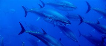 C84 | Balfegó: atún rojo premium trazado desde el mar al plato