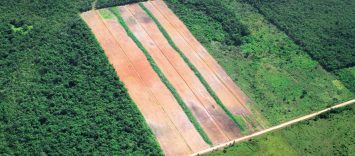 C84 | Deforestación cero. Una prioridad para el planeta