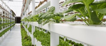 Cultivos verticales: ¿el futuro de la alimentación?