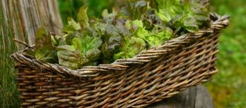 El comprador de productos ECO y BIO