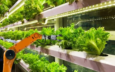 Foodvalley, epicentro europeo del futuro de la alimentación