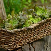 El comprador de productos ECO y BIO