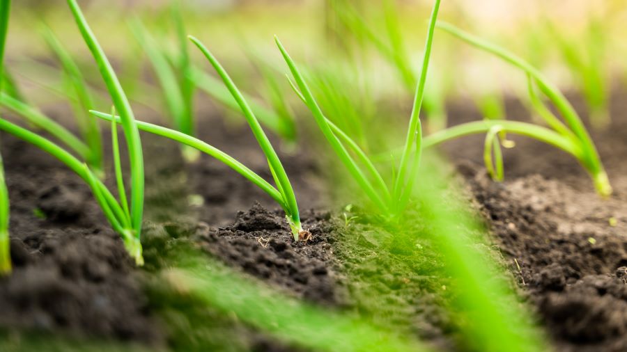 empresas-mundo-rural-web