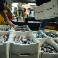 Trazabilidad en productos de pesca y acuicultura