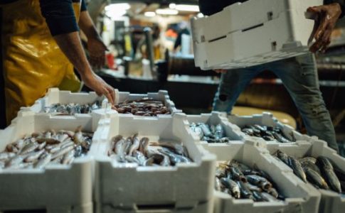 Trazabilidad en productos de pesca y acuicultura
